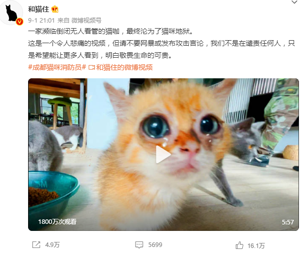 3000亿元宠物经济的背后乱象：猫的子宫、身体与生命，全都是钱