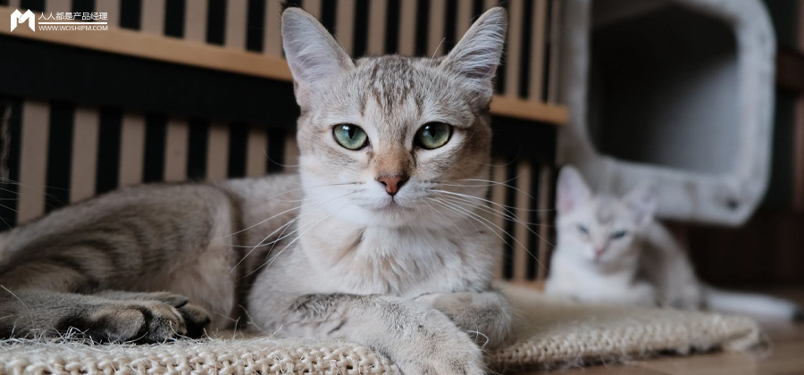 宠物网红：替人赚钱的工具猫狗