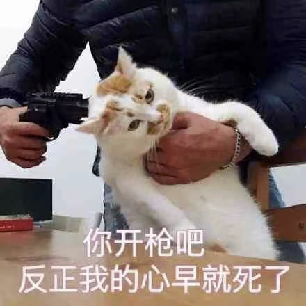 宠物网红：替人赚钱的工具猫狗