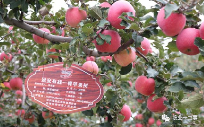 康养农业赛道，你是否关注？（含着力点）